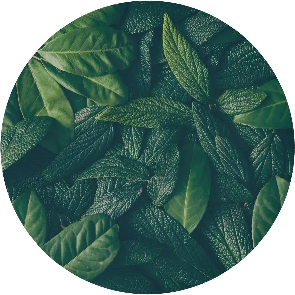 Oyihfvs Layout Made of Green Leaves Natural Concept Lying Flat Round Table Cover with Elastic Edge Bands Waterproof Square Table Cloths for Party Home Kitchen Dining Wedding (S) 40-48 inch